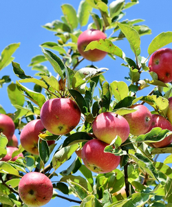 Apfelbaum- Malus Domestica