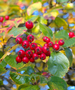 Apfeldorn - Crataegus Lavallei `Carrierei´