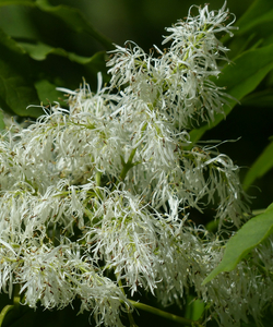 Blumenesche, Manna-Esche - Fraxinus Ornus