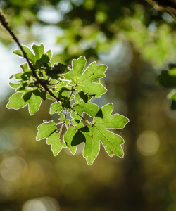 Feldahron - Acer Campestre `Elsrijk´