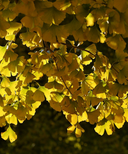 Fächerbaum - Ginkgo Biloba