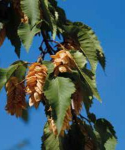 Hopfenbuche - Ostrya Carpinifolia