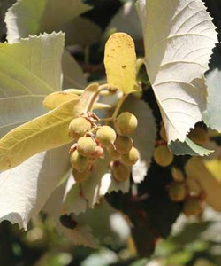 Brabanter Silberlinde - Tilia Tomentosa "Brabant"