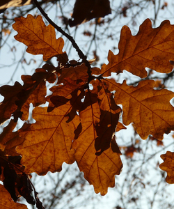 Traubeneiche - Quercus Petraea