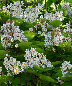 Trompetenbaum - Catalpa Bignonioides