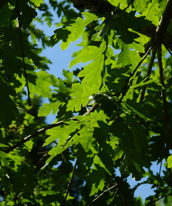 Zerreiche - Quercus Cerris
