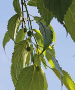 Europäischer Zürgelbaum - Celtis Australis